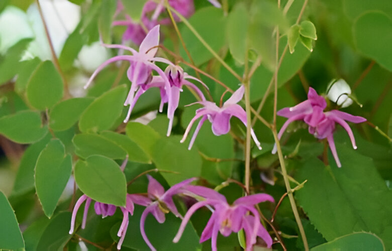 horny goat weed